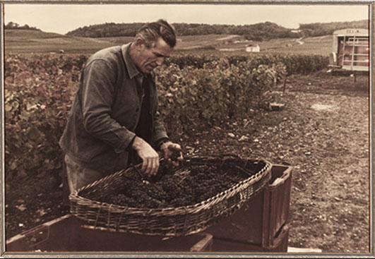 Old family photo with a winemaker in front of his vines sorting grapes